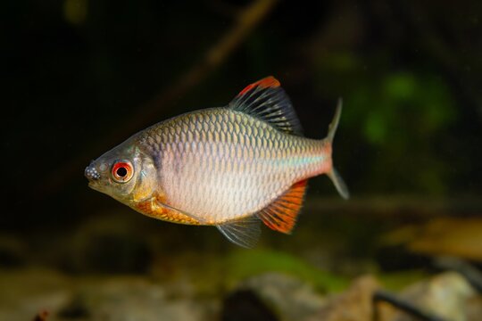 Cyprinidae Bilder Durchsuchen 5,344 Archivfotos, und