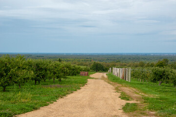 Fototapeta na wymiar Apple orchard atop Covey Hill in southern Quebec