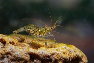 funny and cute saltwater rockpool shrimp Palaemon elegans in Black Sea marine biotope aquarium, easy to keep invasive alien species rest on top of coquina stone