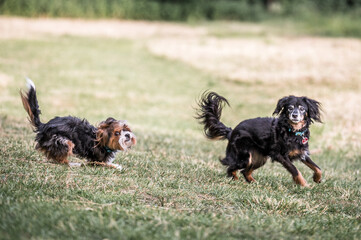 Hunde im Park