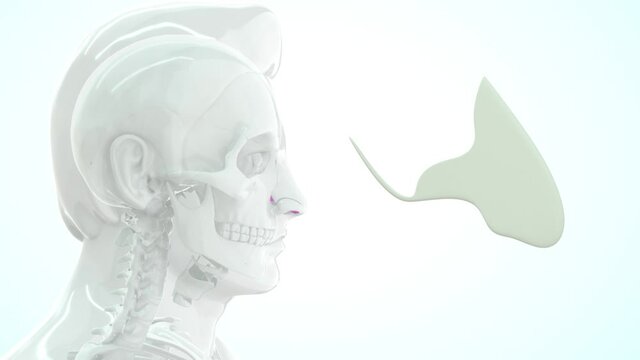The septum is a bony and cartilaginous midline structure that provides structural integrity to the nose. 