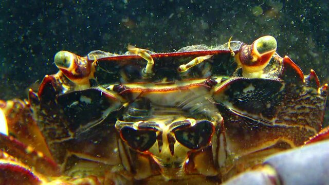 Marbled crab (Pachygrapsus marmoratus), crab quickly moves its jaws, filtering water, Black Sea