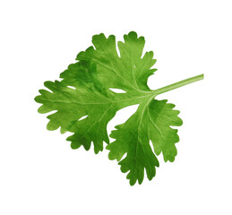 Fresh green coriander leaf isolated on white