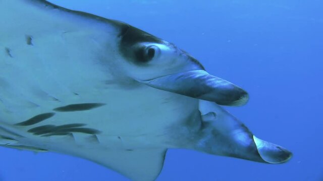 reef manta ray with two shark suckers approaching camera, close-ups of eye and belly with characteristic pattern