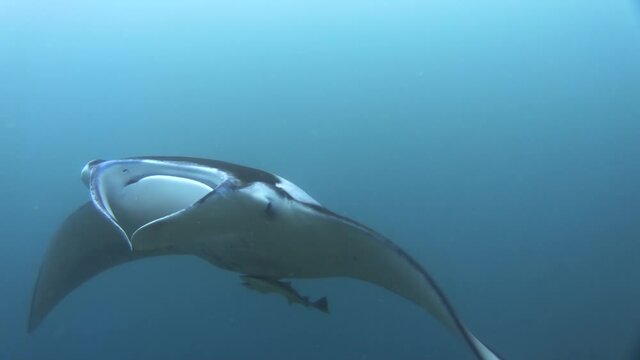 Male Reef Manta ray approaching with two sharksuckers attached to belly, flight over camera showing unique belly pattern, leaving frame