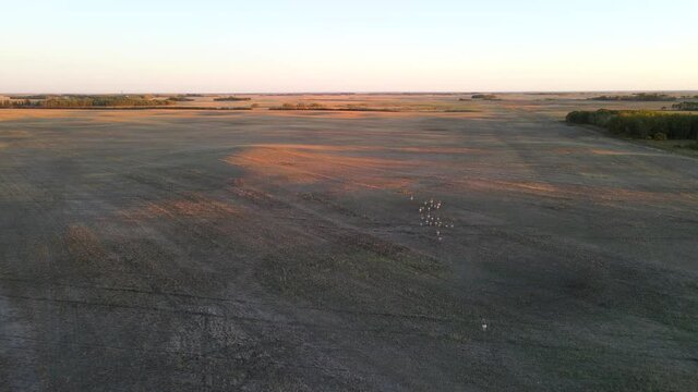 Aerial View Of Pronghorn Antelope Herd Being Chased From Above During Sunset In Alberta, Canada.