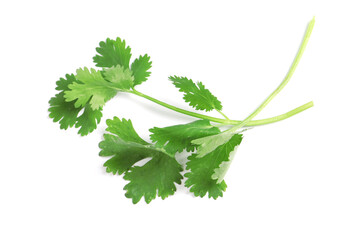 Fresh green coriander leaves on white background, top view