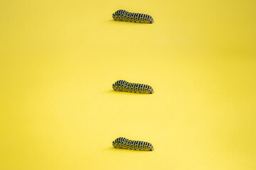 three green caterpillars walking to the left on a yellow card