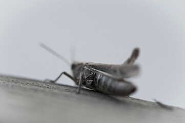 close up of a grasshopper