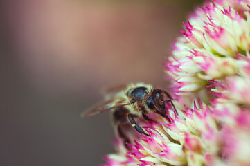 bee on a flower