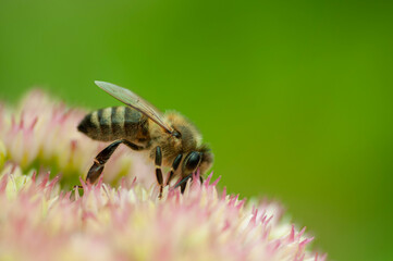 bee on a flower