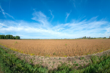 Soybean field at the end of summer in southern Quebec