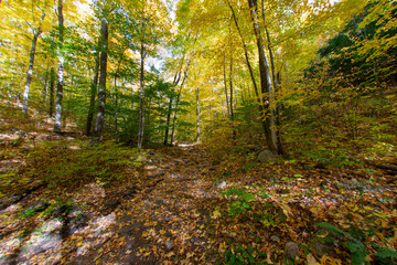 Obraz premium Walking trail in the heart of the Adirondacks in autumn