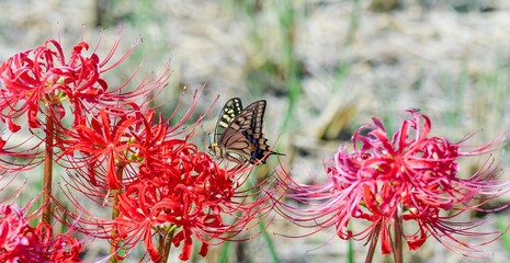 彼岸花とキアゲハ