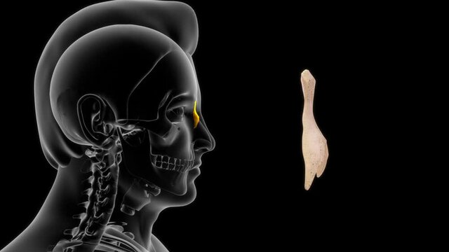 The nasal bones are two small, symmetrical oblong bones, each having two surfaces and four borders