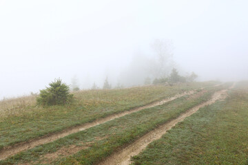 Picturesque view of path to foggy forest. Beautiful landscape