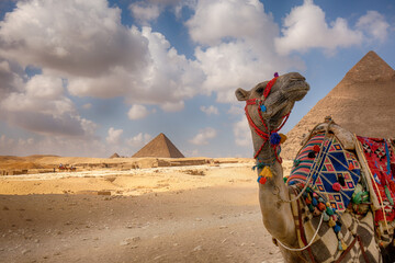 Camel in front of the pyramids, Egypt Cairo