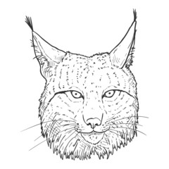 Vector Sketch Lynx Head Front View Illustration