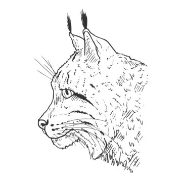 Vector Sketch Lynx Head Side View Illustration