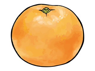 水彩風のみかん　Mandarin orange watercolor vector illustration