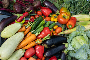 Harvest of vegetables