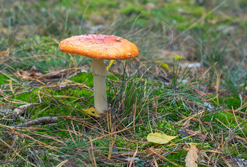 A mushroom called fly agaric in the forest.
