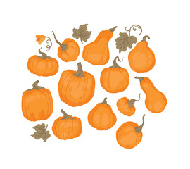 Pumpkin set. For cookbook, recipes, menu. Pumpkin leaves and flower. Autumn decorative design, Halloween, Thanksgiving day. Isolated vector colorful element on a white background. 