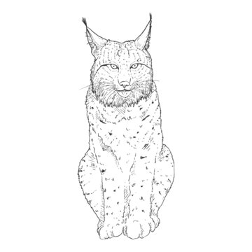 Vector Sketch Lynx Front View Illustration