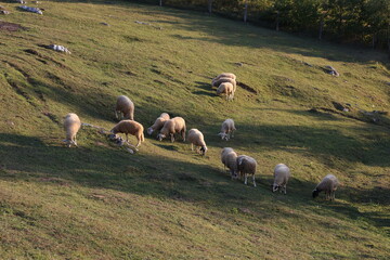 A herd of white sheep grazes on a fenced pasture