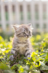 Naklejka na ściany i meble Little tabby kitten in the grass.