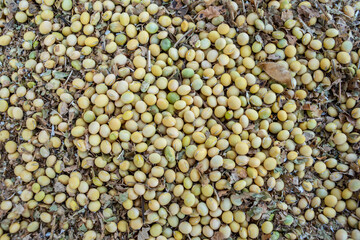 A good harvest of soybeans in autumn