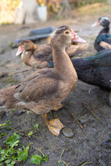 Ducks in a pen