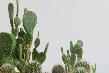 The concept of floriculture classes.Green prickly cacti of various varieties on a gray background, close-up