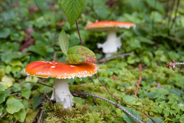 amanita mushrooms grow in the forest
