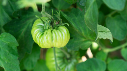 Growing tomato, ripening of tomatoes. Farming concept. Selective focus.