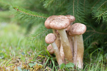 mushrooms grow under the Christmas tree