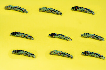 collage of green caterpillars on yellow background