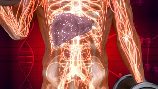 3D abstract medical animation of the liver