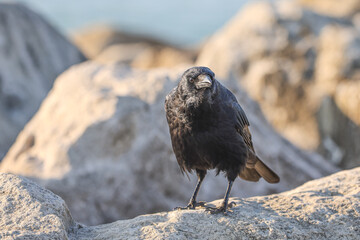 A close-up of a majestic crow on some rocks and sunshine in the background