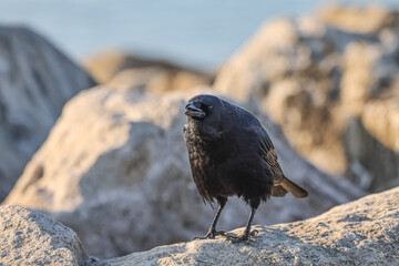 A close-up of a majestic crow with open beak on some rocks and sunshine in the background