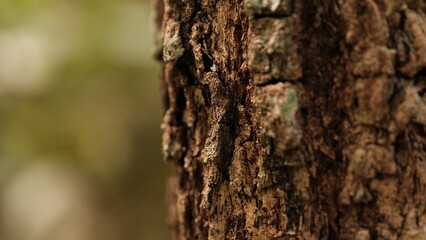 Selective focus rustic tree bark texture background, blurred tree bark texture. - obrazy, fototapety, plakaty