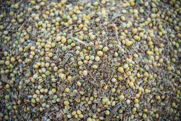 A good harvest of soybeans in autumn