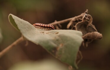 Shocking pink millipede, pink dragon millipede, flat backed millipede in the nature.