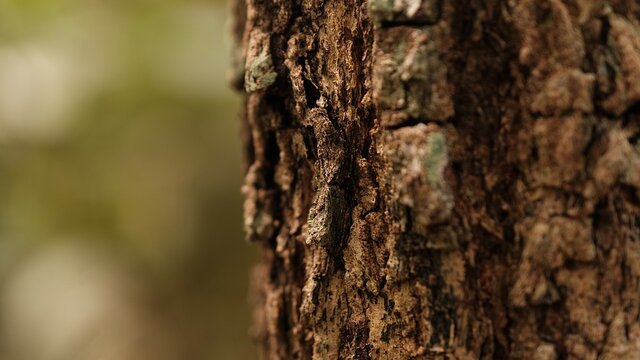 Selective focus rustic tree bark texture background, blurred tree bark texture.