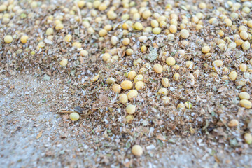 A good harvest of soybeans in autumn
