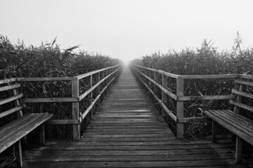 Wooden Federseesteg jetty leading through reed belt in Bad Buchau, Upper Swabia, Germany. 