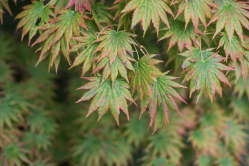 closeup of japanese maple leaves in a japanese garden