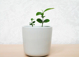 white pot with houseplant lemon stands on a wooden table against the background of a gray-white wall. The concept of minimalism. Houseplant care concept