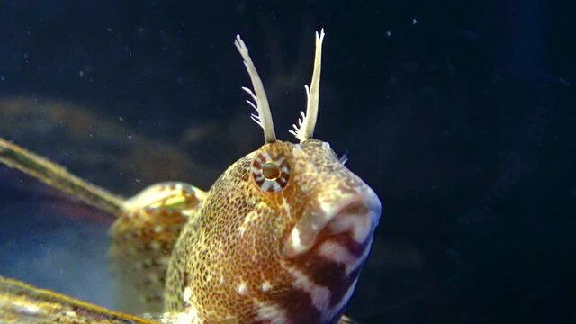 Tentacled blenny (Parablennius tentacularis), fish hiding in empty shells of mussels, Black Sea