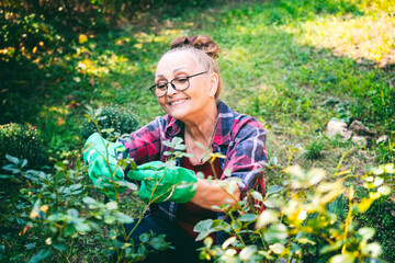 Happy beautiful elderly woman 60 years old prunes plants in her garden using pruning shears